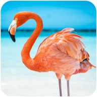 The Flamingo安卓xapk123云盘下载 The Flamingo安卓xapk123云盘下载
