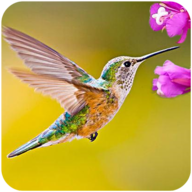 The Hummingbird安卓xapk123云盘下载 The Hummingbird安卓xapk123云盘下载