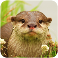 The Otter安卓xapk123云盘下载 The Otter安卓xapk123云盘下载
