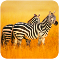 The Zebra安卓xapk123云盘下载 The Zebra安卓xapk123云盘下载